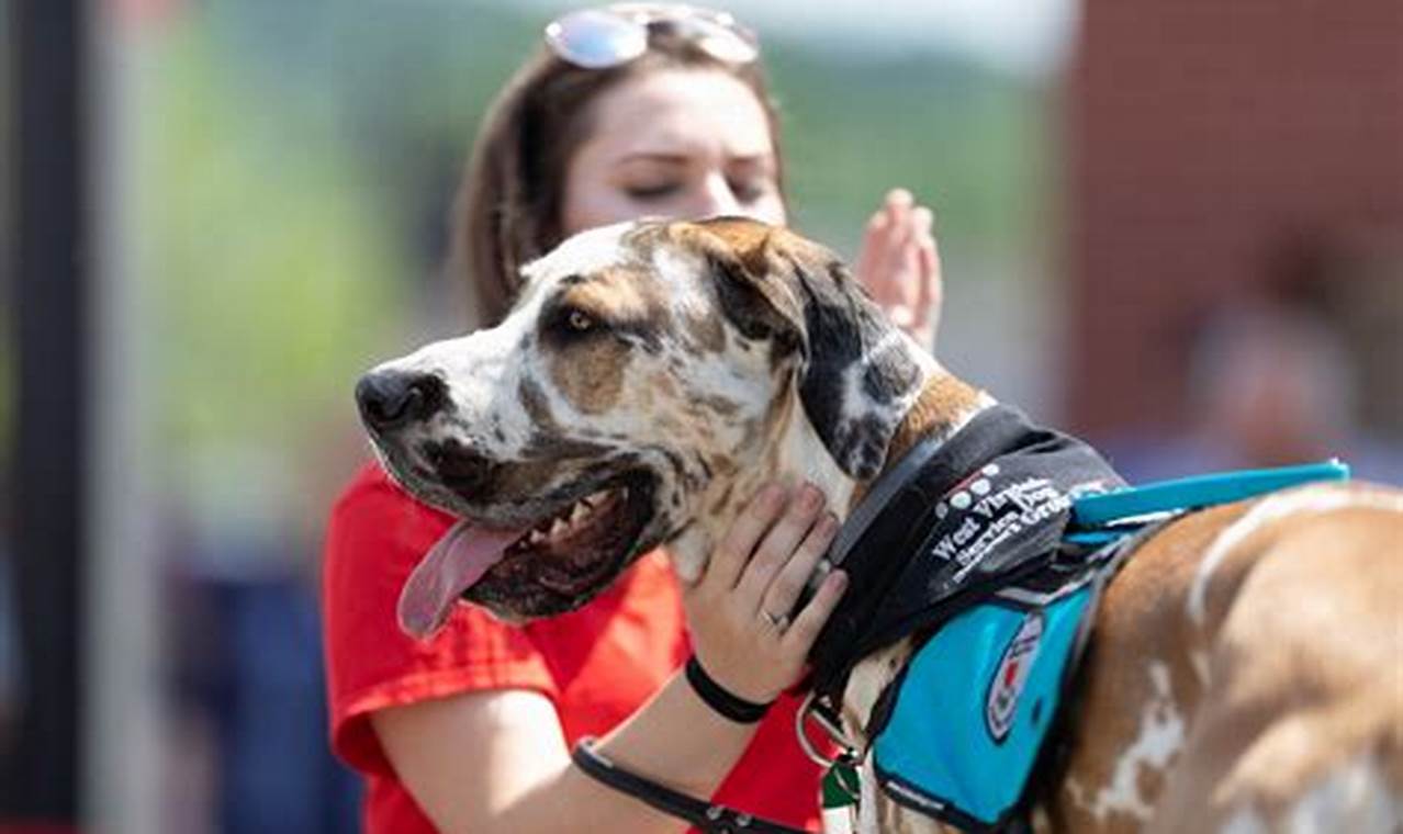 Professional Service Animal Trainer Certification | My Caring Dog – Tips, Stories, and Care Guides for Loving Pet Owners