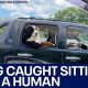 Catching the Car: When Dogs Achieve Victory | My Caring Dog – Tips, Stories, and Care Guides for Loving Pet Owners