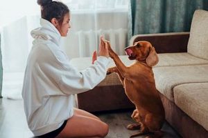 Dog Home Care | My Caring Dog – Tips, Stories, and Care Guides for Loving Pet Owners