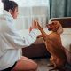 Dog Home Care | My Caring Dog – Tips, Stories, and Care Guides for Loving Pet Owners