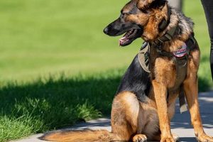 Find Trained Dogs Near Me: Adoption & Training | My Caring Dog – Tips, Stories, and Care Guides for Loving Pet Owners