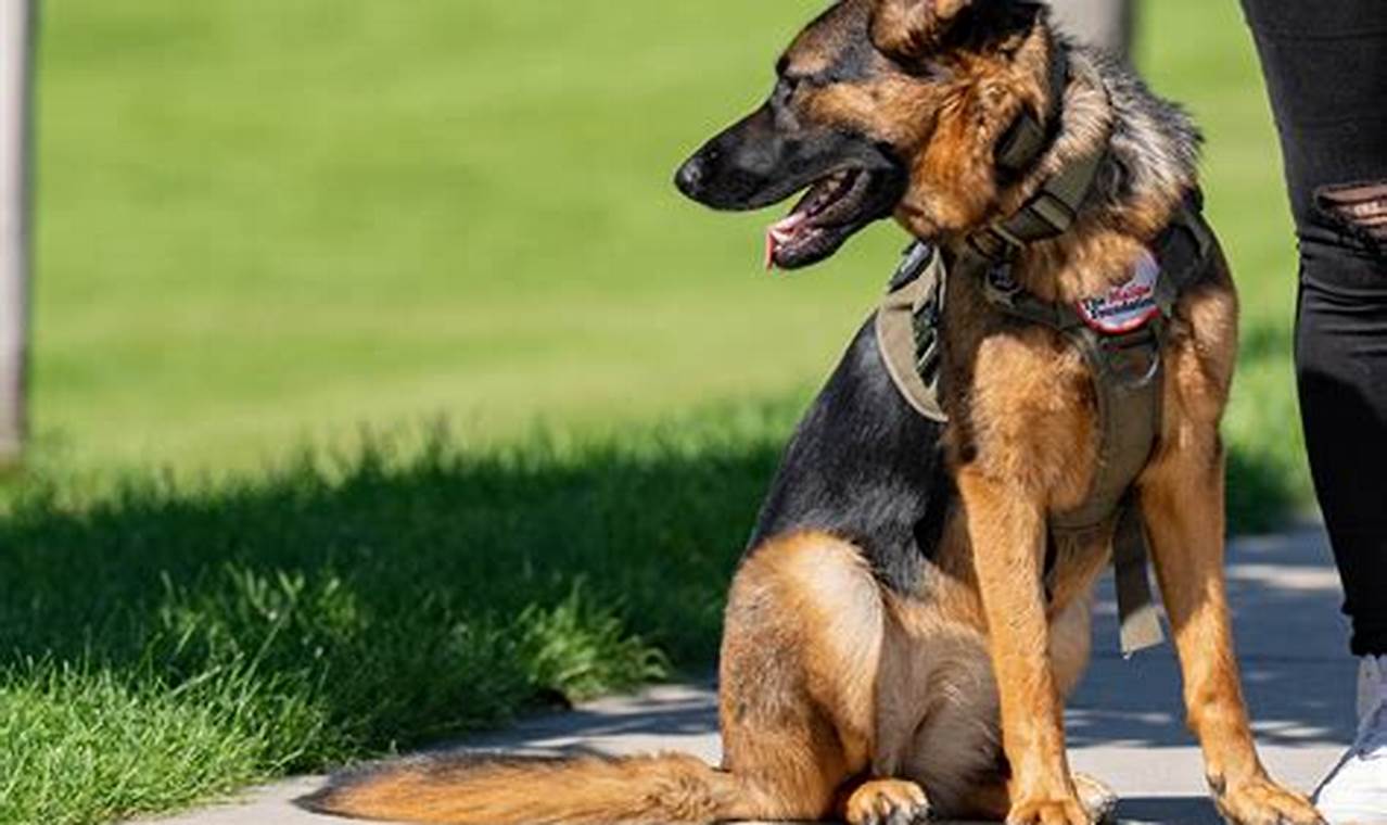 Find Trained Dogs Near Me: Adoption & Training | My Caring Dog – Tips, Stories, and Care Guides for Loving Pet Owners