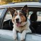 How To Keep Car Cool For Dog | My Caring Dog – Tips, Stories, and Care Guides for Loving Pet Owners