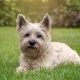 Easiest Dog Breeds to Care For: Top Low-Maintenance Picks | My Caring Dog – Tips, Stories, and Care Guides for Loving Pet Owners