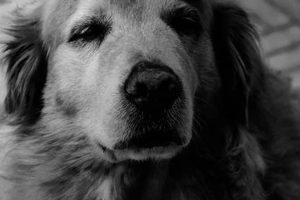 A Guide to End of Life Dog Care at Home | My Caring Dog – Tips, Stories, and Care Guides for Loving Pet Owners