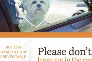 Laws On Leaving A Dog In The Car | My Caring Dog – Tips, Stories, and Care Guides for Loving Pet Owners