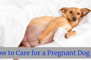 Complete Guide to Pregnant Dog Care Essentials | My Caring Dog – Tips, Stories, and Care Guides for Loving Pet Owners