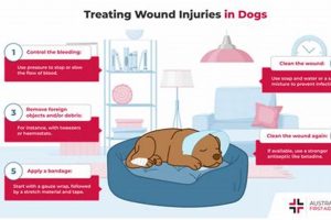 Expert Dog Wound Care Guide & Tips | My Caring Dog – Tips, Stories, and Care Guides for Loving Pet Owners