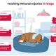Expert Dog Wound Care Guide & Tips | My Caring Dog – Tips, Stories, and Care Guides for Loving Pet Owners