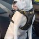 Top Crash-Tested Dog Car Safety Harnesses | My Caring Dog – Tips, Stories, and Care Guides for Loving Pet Owners