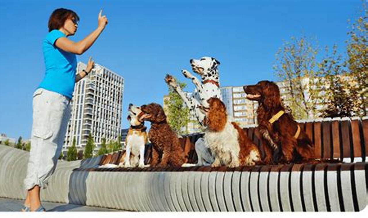 Launch Your Dream Dog Training Career Today | My Caring Dog – Tips, Stories, and Care Guides for Loving Pet Owners