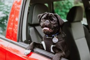 Easy Car Training for Dogs: Jump In! My Caring Dog – Tips, Stories, and Care Guides for Loving Pet Owners Easy Car Training for Dogs: Jump In! | My Caring Dog – Tips, Stories, and Care Guides for Loving Pet Owners