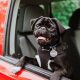 Easy Car Training for Dogs: Jump In! | My Caring Dog – Tips, Stories, and Care Guides for Loving Pet Owners