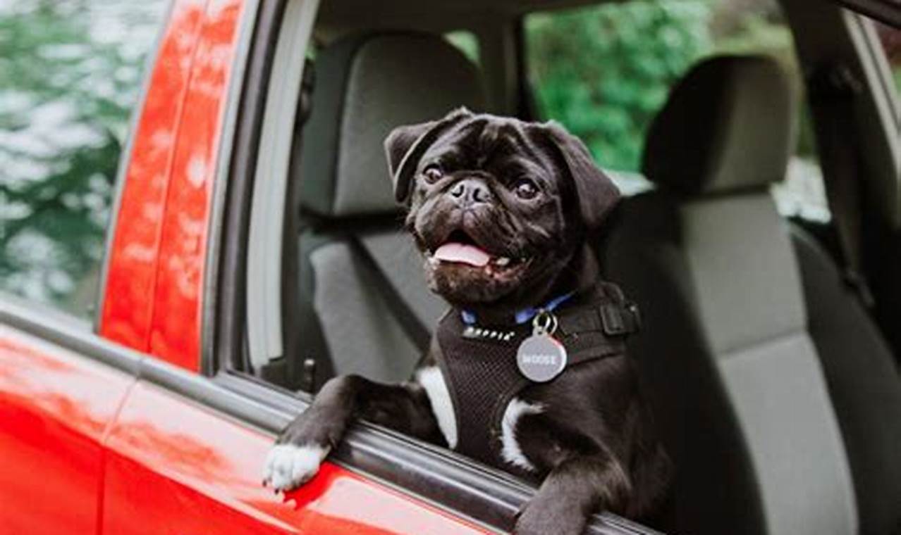 Easy Car Training for Dogs: Jump In! | My Caring Dog – Tips, Stories, and Care Guides for Loving Pet Owners