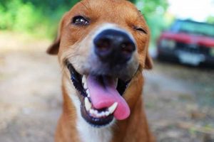 The Ultimate Guide to Happy Dog Pet Care My Caring Dog – Tips, Stories, and Care Guides for Loving Pet Owners The Ultimate Guide to Happy Dog Pet Care | My Caring Dog – Tips, Stories, and Care Guides for Loving Pet Owners