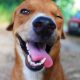 The Ultimate Guide to Happy Dog Pet Care | My Caring Dog – Tips, Stories, and Care Guides for Loving Pet Owners