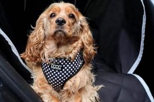 Best Black Dog Car Seat Covers & Protectors My Caring Dog – Tips, Stories, and Care Guides for Loving Pet Owners Best Black Dog Car Seat Covers & Protectors | My Caring Dog – Tips, Stories, and Care Guides for Loving Pet Owners