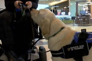 Complete Guide: How to Train Service Dogs Effectively My Caring Dog – Tips, Stories, and Care Guides for Loving Pet Owners Complete Guide: How to Train Service Dogs Effectively | My Caring Dog – Tips, Stories, and Care Guides for Loving Pet Owners