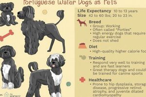 Ultimate Portuguese Water Dog Care Guide My Caring Dog – Tips, Stories, and Care Guides for Loving Pet Owners Ultimate Portuguese Water Dog Care Guide | My Caring Dog – Tips, Stories, and Care Guides for Loving Pet Owners