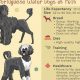 Ultimate Portuguese Water Dog Care Guide | My Caring Dog – Tips, Stories, and Care Guides for Loving Pet Owners