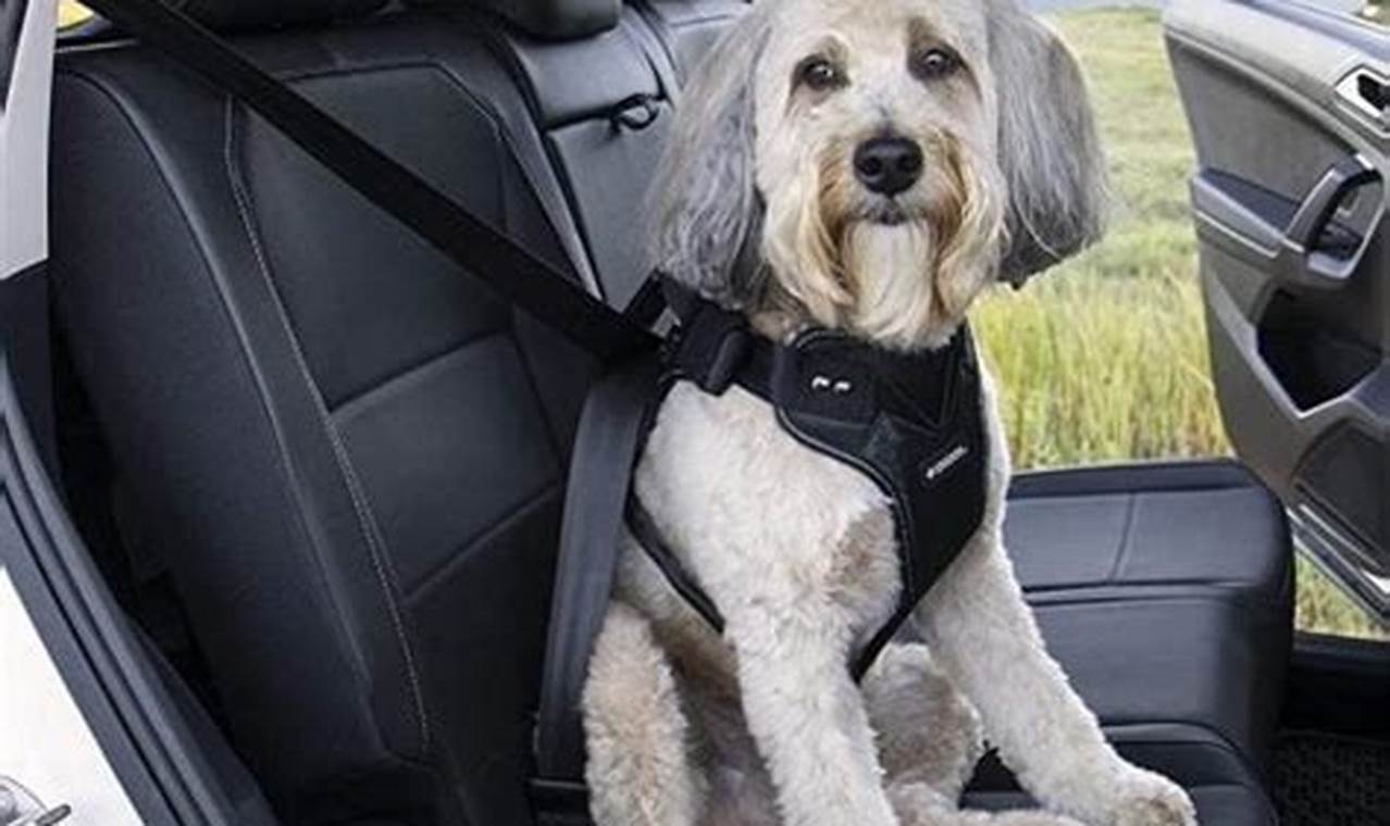 Best Dog Harnesses for Safe Car Travel | My Caring Dog – Tips, Stories, and Care Guides for Loving Pet Owners
