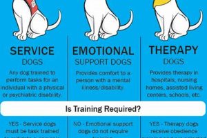 Find Trained Emotional Support Dogs Near You | My Caring Dog – Tips, Stories, and Care Guides for Loving Pet Owners