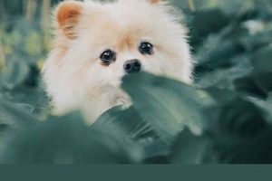 Small Dog Care: Easier or Not? | My Caring Dog – Tips, Stories, and Care Guides for Loving Pet Owners