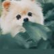 Small Dog Care: Easier or Not? | My Caring Dog – Tips, Stories, and Care Guides for Loving Pet Owners