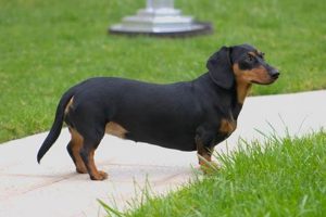 The Ultimate Wiener Dog Care Guide | My Caring Dog – Tips, Stories, and Care Guides for Loving Pet Owners