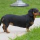The Ultimate Wiener Dog Care Guide | My Caring Dog – Tips, Stories, and Care Guides for Loving Pet Owners