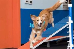 Service Dog Training Virginia Beach | My Caring Dog – Tips, Stories, and Care Guides for Loving Pet Owners