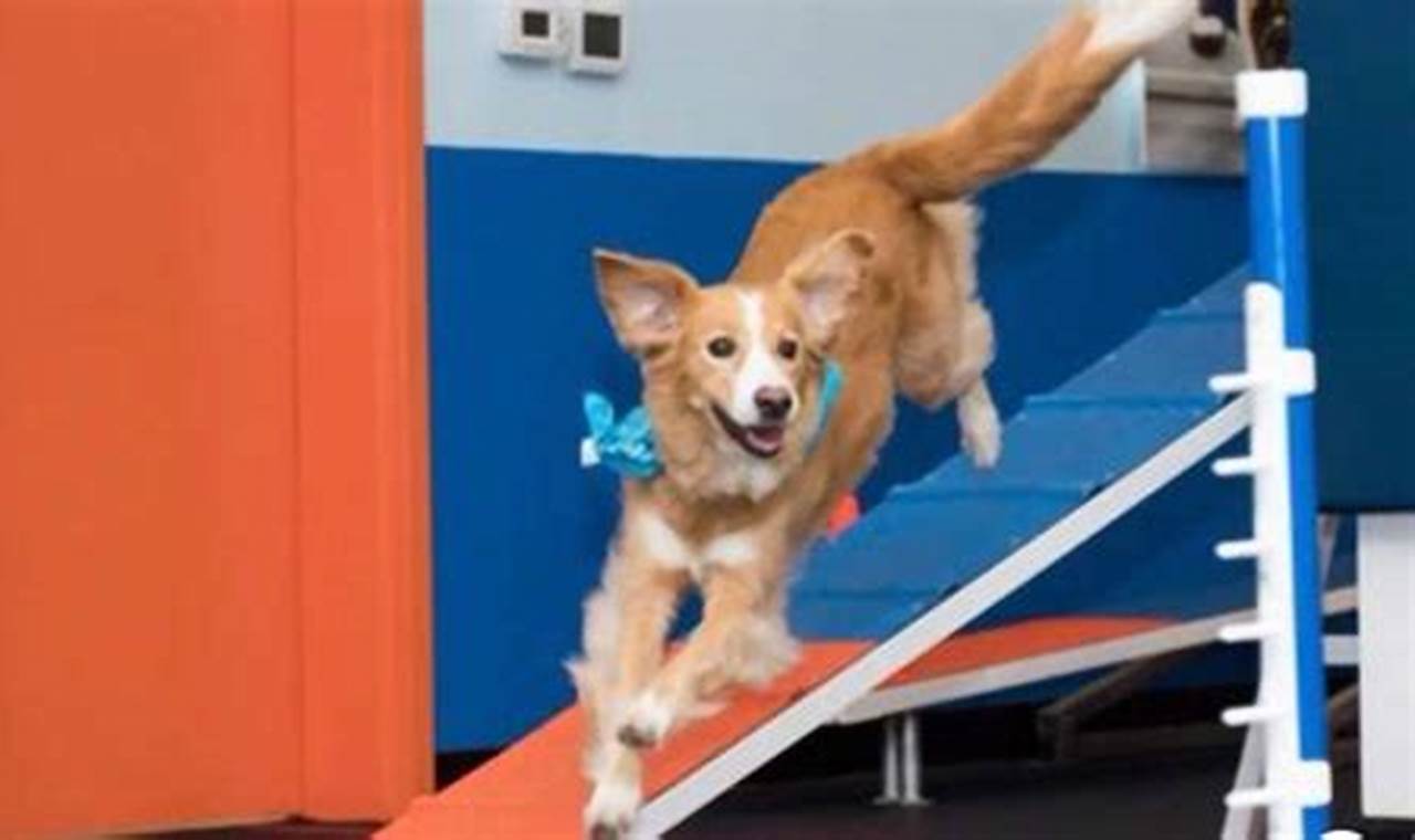 Service Dog Training Virginia Beach | My Caring Dog – Tips, Stories, and Care Guides for Loving Pet Owners