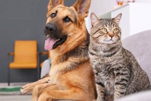 Cat vs. Dog Care: Which Is Harder? | My Caring Dog – Tips, Stories, and Care Guides for Loving Pet Owners
