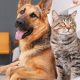 Cat vs. Dog Care: Which Is Harder? | My Caring Dog – Tips, Stories, and Care Guides for Loving Pet Owners