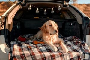 Safe & Fun Car Trips with Dogs: Tips & Tricks My Caring Dog – Tips, Stories, and Care Guides for Loving Pet Owners Safe & Fun Car Trips with Dogs: Tips & Tricks | My Caring Dog – Tips, Stories, and Care Guides for Loving Pet Owners