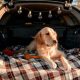Safe & Fun Car Trips with Dogs: Tips & Tricks | My Caring Dog – Tips, Stories, and Care Guides for Loving Pet Owners