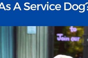 Find Service Dog Training Near You | My Caring Dog – Tips, Stories, and Care Guides for Loving Pet Owners