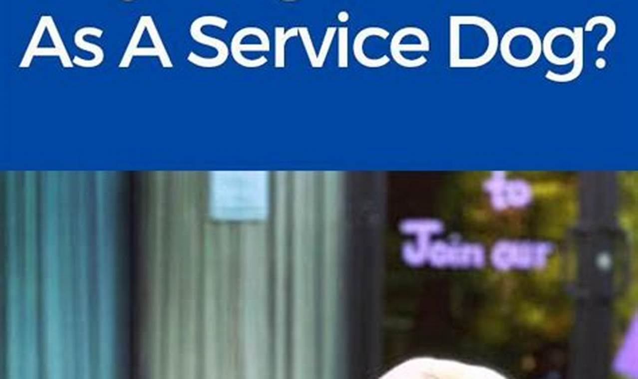 Find Service Dog Training Near You | My Caring Dog – Tips, Stories, and Care Guides for Loving Pet Owners