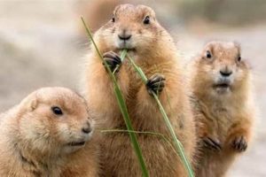 Expert Prairie Dog Care: A Complete Guide | My Caring Dog – Tips, Stories, and Care Guides for Loving Pet Owners