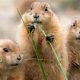 Expert Prairie Dog Care: A Complete Guide | My Caring Dog – Tips, Stories, and Care Guides for Loving Pet Owners