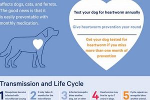 Dog Heartworm Care Guide: Tips & Treatments My Caring Dog – Tips, Stories, and Care Guides for Loving Pet Owners Dog Heartworm Care Guide: Tips & Treatments | My Caring Dog – Tips, Stories, and Care Guides for Loving Pet Owners