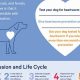 Dog Heartworm Care Guide: Tips & Treatments | My Caring Dog – Tips, Stories, and Care Guides for Loving Pet Owners