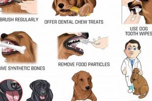Top Tips: Dog Teeth Care Guide for Healthy Smiles | My Caring Dog – Tips, Stories, and Care Guides for Loving Pet Owners