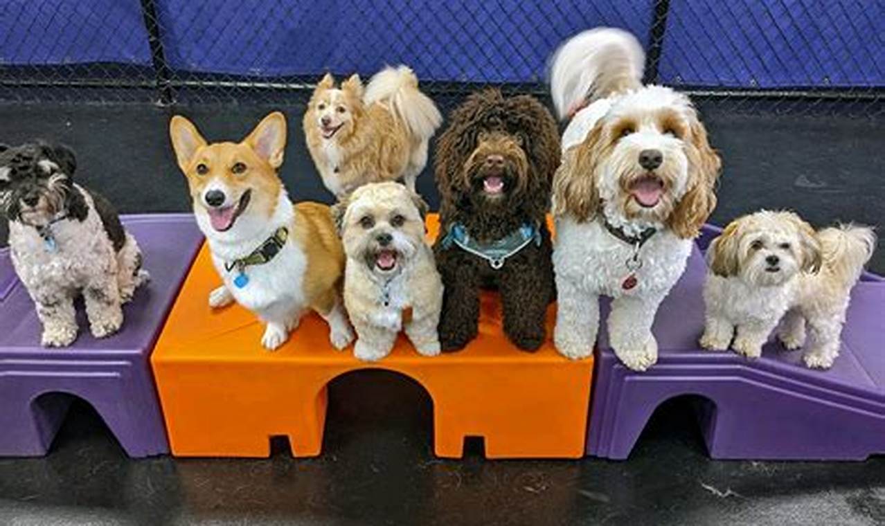 Dog Day Care Training My Caring Dog – Tips, Stories, and Care Guides for Loving Pet Owners Dog Day Care Training | My Caring Dog – Tips, Stories, and Care Guides for Loving Pet Owners