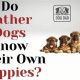 Do Male Dogs Help Care For Puppies? | My Caring Dog – Tips, Stories, and Care Guides for Loving Pet Owners