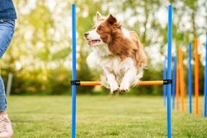 Best Dogs in Training Tips & Techniques | My Caring Dog – Tips, Stories, and Care Guides for Loving Pet Owners