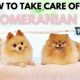 The Ultimate Pomeranian Care Guide | My Caring Dog – Tips, Stories, and Care Guides for Loving Pet Owners