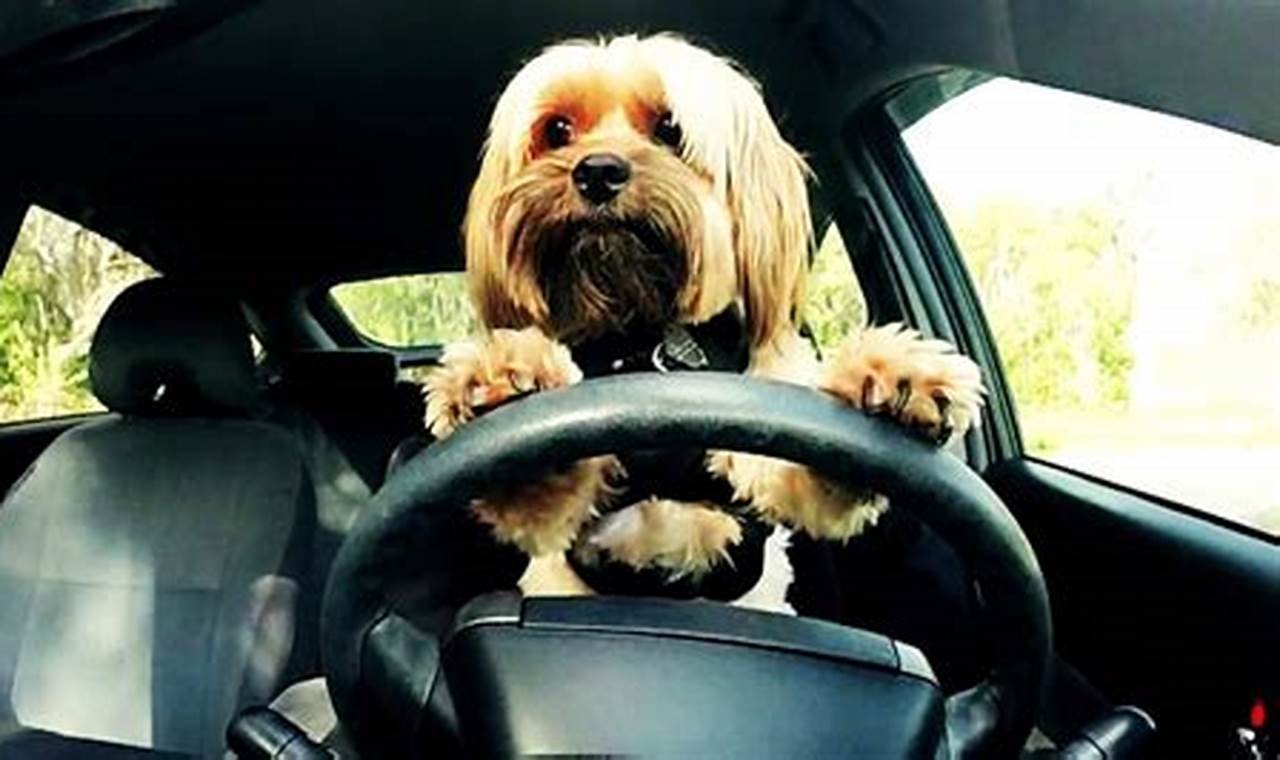 How To Train A Dog To Ride In A Car | My Caring Dog – Tips, Stories, and Care Guides for Loving Pet Owners