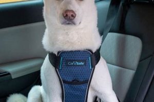 Top Crash Tested Dog Harnesses for Car Safety My Caring Dog – Tips, Stories, and Care Guides for Loving Pet Owners Top Crash Tested Dog Harnesses for Car Safety | My Caring Dog – Tips, Stories, and Care Guides for Loving Pet Owners