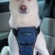 Top Crash Tested Dog Harnesses for Car Safety | My Caring Dog – Tips, Stories, and Care Guides for Loving Pet Owners